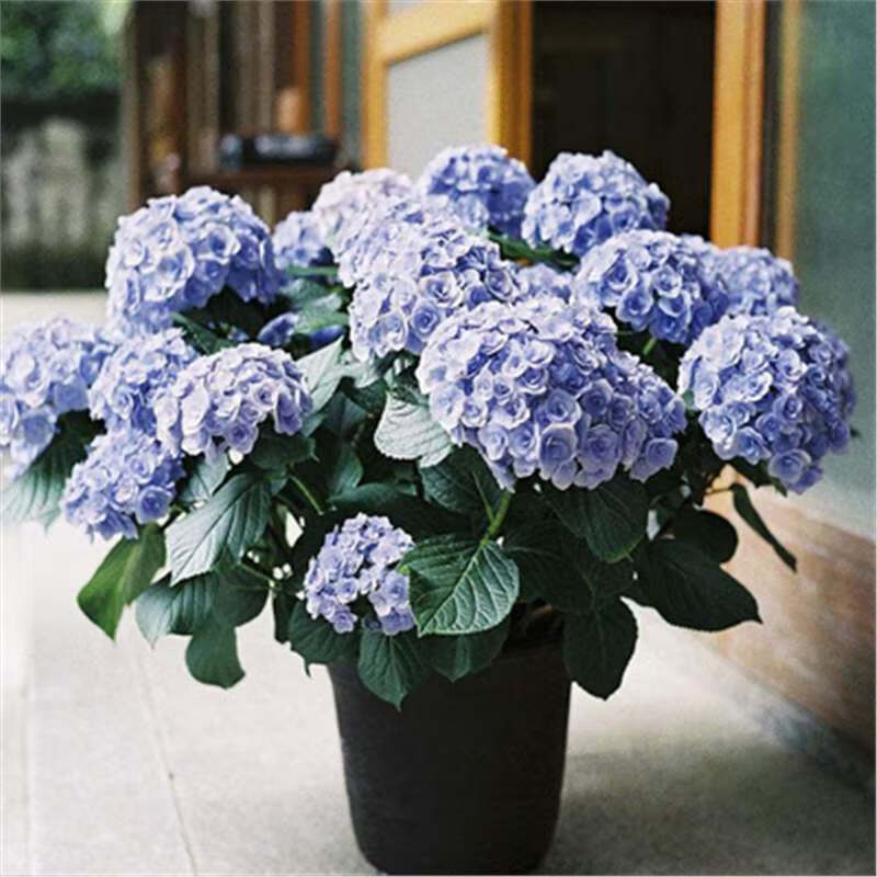 花询 种绣球花苗盆栽四季开花无尽夏花卉植物室内大花带花苞 3.蓝海中苗（包开花）送肥料 含盆