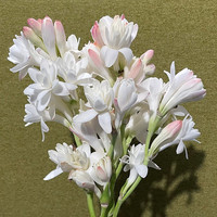 左家花园 晚香玉种 多年生花卉 白色重瓣 浓香型 宿根 夏秋季开花 大号 20-22cm 8-10芽