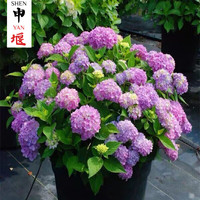 申堰绣球花苗盆栽花卉植物室内无尽夏大花 6号无尽夏【苗原盆土】 17号纱织小姐苗原盆土