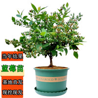 慎思苑 蓝莓树果苗蓝莓苗盆栽地栽果苗 黑珍珠（带叶带土发货） 4年苗当年结果