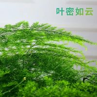 泰西丝文竹盆景桌面绿植盆栽 文竹+绿哥窑冰裂盆+苔藓+方托 源头直发
