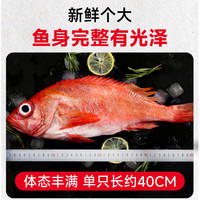 红石斑鱼鲜活冷冻海鱼大鱼新鲜超大条红鱼龙胆富贵鱼海鲜水产