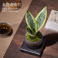 开时果 金边虎皮兰盆栽室内绿植盆景 四季好养植物净化空气客厅桌面摆件 虎皮兰（舍得紫砂盆+苔藓+底托）