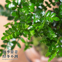开时果 清香胡椒木盆栽 办公室内桌面植物驱蚊草绿植源头直发 热销款：舍得紫砂盆+苔藓+圆形底托