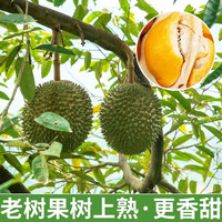 松筱马来西亚猫山王榴莲D197冷冻液氮新鲜水果快递礼盒装 黑 刺榴莲D200 特级果4.1-4.6斤 【人工精选+包熟包甜包房】