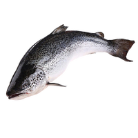 尝鲜生 冰鲜挪威三文鱼整条（大西洋鲑）10-12斤刺身/整条三文鱼 冰鲜整条净重 分切请留言