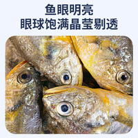 卖鱼七郎 冷冻海捕小黄鱼 黄花鱼深海鱼生鲜鱼类烧烤食材