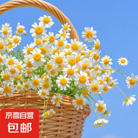 京喜 洋甘菊鲜花网红系鲜花昆明斗南直发1束1 1束 枝长40cm-60cm