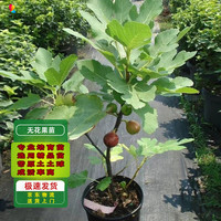 滨淇 无花果苗 1厘米粗 1棵