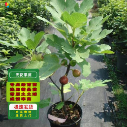 滨淇 无花果苗 1厘米粗 1棵