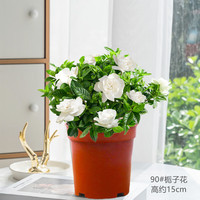 小冤家栀子花小叶盆栽绿植花卉室内客厅好养活四季芳香花苞植物净化空气 90#栀子花（原盆原土） 含盆