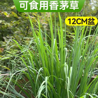 临雅新鲜香茅草苗柠檬草盆栽香草驱蚊植物种子室内客厅阳台绿植 可食用香茅草12cm盆*1盆