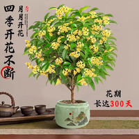 开时果 四季桂花盆栽树苗浓香型 新中式盆景办公室内绿植物源头直发 精品四季桂+砖红加仑盆 【整高约40-50cm左右】