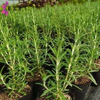 京云梦 迷迭香盆栽原盆薄荷植物可食用西餐牛排用厨房香草种子室内 小盆迷迭香+原土