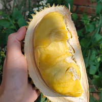 晨臻泰国金枕头榴莲鲜果 新鲜水果 软糯香甜 带箱9-10斤（净重8-9斤2-4个装）