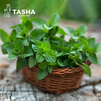 塔莎的花园 薄荷盆栽可食用猫柠檬苹果草莓薄荷好养活室内阳台植物 留兰香薄荷120 带盆栽好