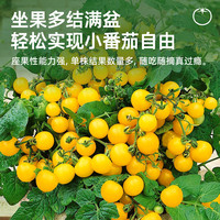 原起点蔬菜苗矮生番茄苗西红柿种苗圣女果苗盆栽水果苗 【3棵】矮生红番茄鲜苗