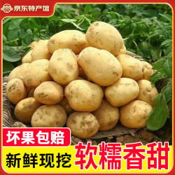 播州鲜 高山黄皮土豆 5斤箱装