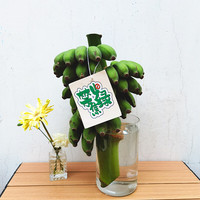 果沿子 禁止蕉绿快乐水培香蕉食用观赏带杆拒绝焦虑香蕉 新鲜水果 7- 8斤