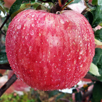 肴池陕西洛川的苹果红富士冰糖心脆甜特级整箱应当季霜降采摘周至仓发 中果190-220克净重4.5斤约10枚
