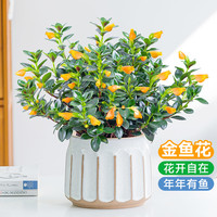 梵花壹木 金鱼吊兰盆栽 15厘米 含盆