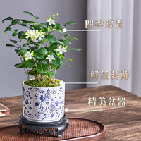 开时果 丛林九里香盆栽七里香盆景 室内桌面驱蚊绿植好养活开花卉植物 【活动款】孔洞熔岩盆+苔藓+底座
