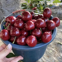 京觅山东烟台大樱桃美早国产车厘子新鲜水果应季4.5斤2J-28-30mm 4.5斤(净重)