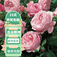 花友 藤本月季花苗月季花树苗盆栽 自由精神大苗 1-1.3米高度多分叉