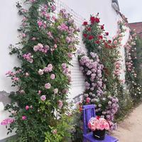 花友 藤本月季花苗月季花树苗盆栽 夏洛特夫人大苗 1-1.3米高度多分叉