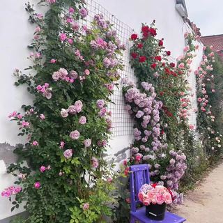 花友藤本月季花苗月季花树苗盆栽特大花苗庭院爬藤植物阳台蔷薇爬墙 夏洛特夫人【爬藤】大苗 1-1.3米高度多分叉