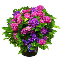 狄古 无尽夏绣球花苗盆栽四季花卉三河千鸟阳台庭院室外耐寒耐热