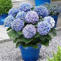 绣球花苗盆栽花卉植物室内好养的花四季开花不断无尽夏大花易成活