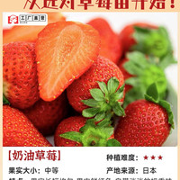 亿柏 奶油草莓苗盆栽带盆带土种籽子可食用红颜四季结果阳台种植新苗秧