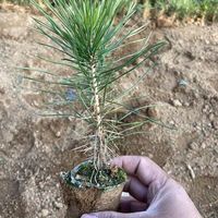 恋品惠 黑松树苗日本小苗盆栽地栽黑松盆景素材苗四季常青耐旱植物带土