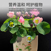 尚洋碗莲型植物营养液免稀释100ml园艺绿植养花肥料水培有机叶面肥 免稀释营养液100ml-碗莲型