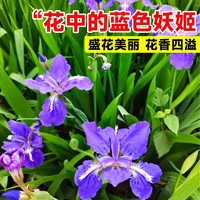 临雅鸢尾花盆栽鸢尾花苗水生蓝色扁竹兰庭院花卉植物蓝20棵源头直发