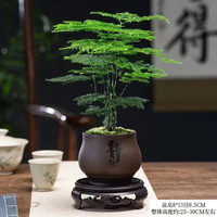 佰花锦新中式文竹桌面盆栽绿植办公室客厅盆景茶台卧室好养绿植花卉植物 【送圆底座】文竹+紫砂静字盆+苔藓铺面 20-30cm