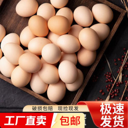其它 国产鲜鸡蛋 40g±5/枚 15枚