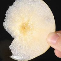 尹福记山东黄金奶油富士苹果花皮果脆甜新鲜水果 优选黄金富士 净重4.5-5斤  6-9个