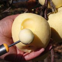 尹福记山东黄金奶油富士苹果花皮果脆甜新鲜水果 黄金富士 净重4.5-5斤 6-9个