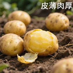 播州鲜 新鲜土豆高山马铃薯土豆黄皮黄心土豆5斤农家自种蔬菜 新鲜黄皮土豆5斤 （净重）