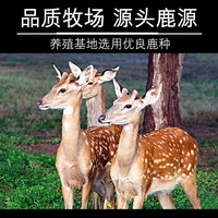 东鳌鹿鹿 鲜鹿茸段100g 源头直发头茬二杠红粉连刀段男性滋补泡酒煲汤 东鳌鲜鹿茸段100g