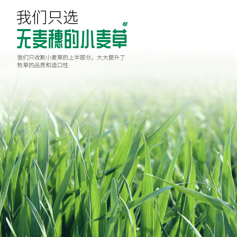 洁西 烘干小麦草 兔兔牧草干草适用于荷兰猪龙猫豚鼠粮食饲料500g 烘干小麦草500g