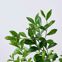 佰花锦九里香盆景室内迷你植物好养绿植花卉盆栽客厅茶台茶几小盆栽 【送圆底座】九里香+陶瓷绿冰签筒盆+苔藓铺面 整体高度15-25cm