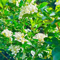 佰花锦九里香盆景室内迷你植物好养绿植花卉盆栽客厅茶台茶几小盆栽 【送圆底座】九里香+陶瓷白冰签筒盆+苔藓铺面 整体高度15-25cm