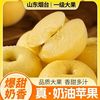 【商超品质】烟台奶油富士苹果净重4.5斤85mm+彩箱新鲜水果