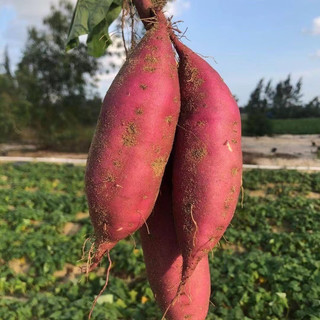 京地达桥头沙地红薯净重4.5斤 新鲜蔬菜 中果 沙地红薯 源头直发