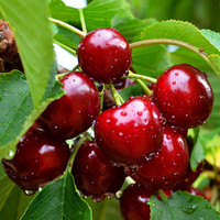 鲁禧山东大樱桃 国产车厘子樱桃水果 新鲜水果时令生鲜 2250g(净重) 22-26mm 酸甜多汁源头直发