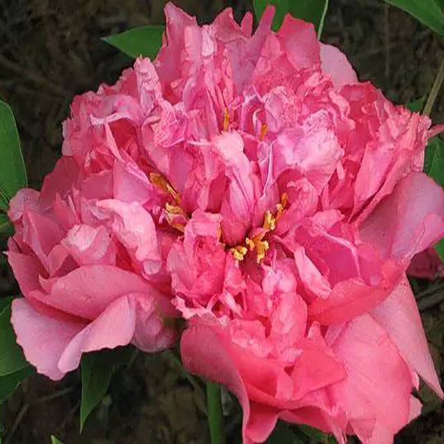 绿达 牡丹花苗盆栽大苗洛阳带花苞牡丹花种四季重瓣花卉牡丹花树苗 牡丹苗胭脂红（2-3枝条）+肥料
