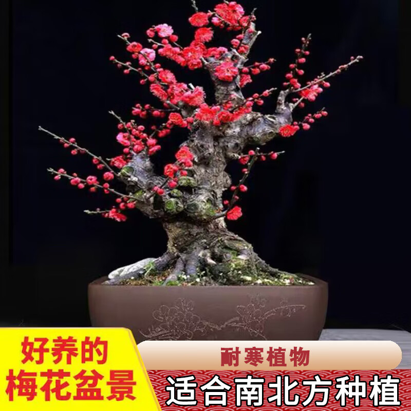 绿达红梅盆景树桩盆栽梅花老桩植物地栽室内绿植耐寒红梅树苗梅花树苗红